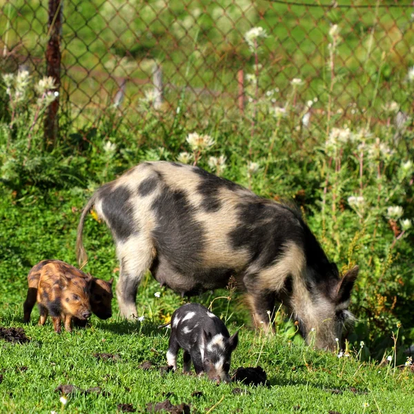 Свиньи и поросята — стоковое фото