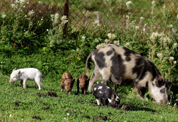 Pig and piglets — Stock Photo, Image