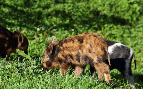 Piglets on background of meadow — Stock Photo, Image