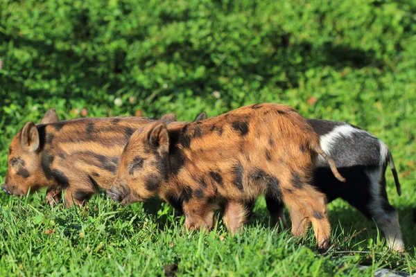 Piglets on background of meadow — Stok fotoğraf