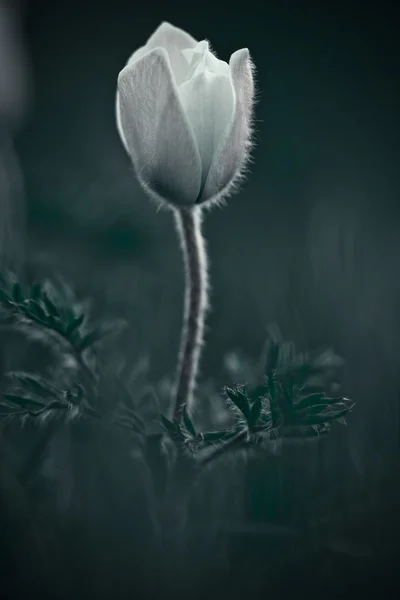 Pulsatilla patenas — Fotografia de Stock