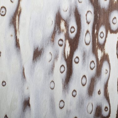 ahşap kaplama dokusuna