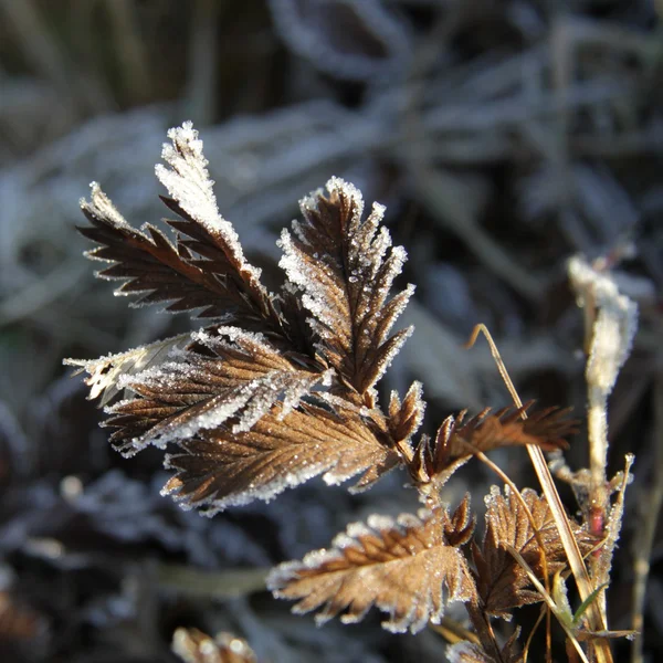Frost auf einem Kraut — Stockfoto