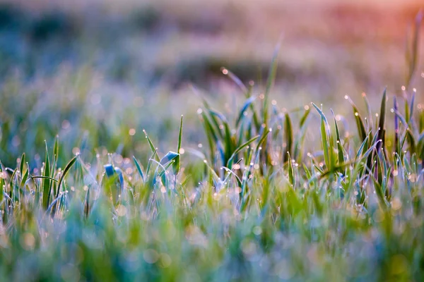 Краплі на траві — стокове фото