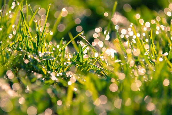 잔디에 dewdrops — 스톡 사진