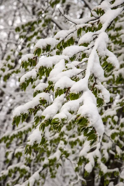 Mattina invernale nella foresta — Foto Stock