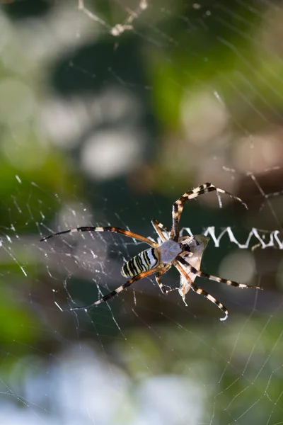 Spider obtékání násypka — Stock fotografie