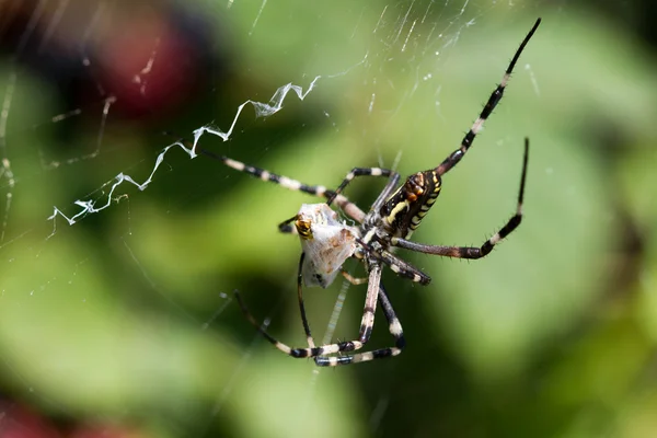 Tolva de envolver araña — Foto de Stock
