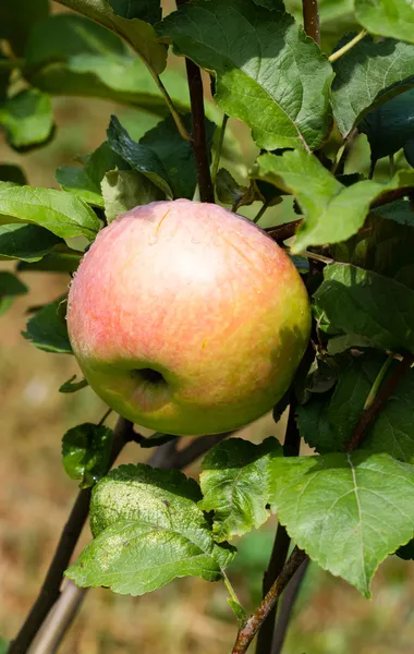 Apples on a branch — Stock Photo, Image