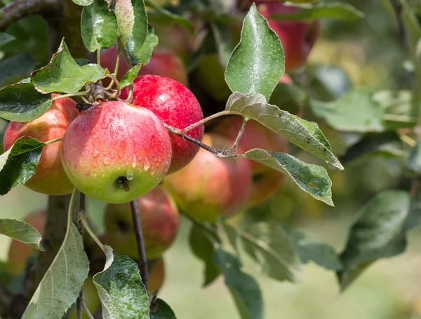 Apples on a branch — Stock Photo, Image