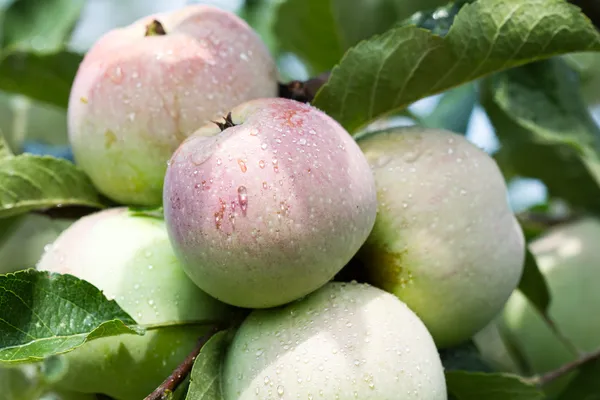 Apples on a branch — Stock Photo, Image