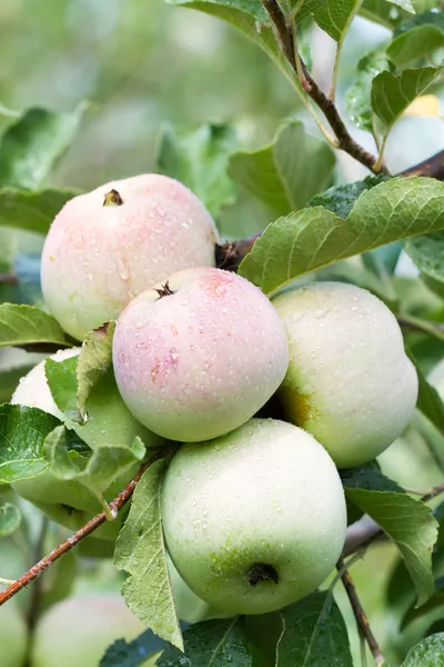 Apples — Stock Photo, Image