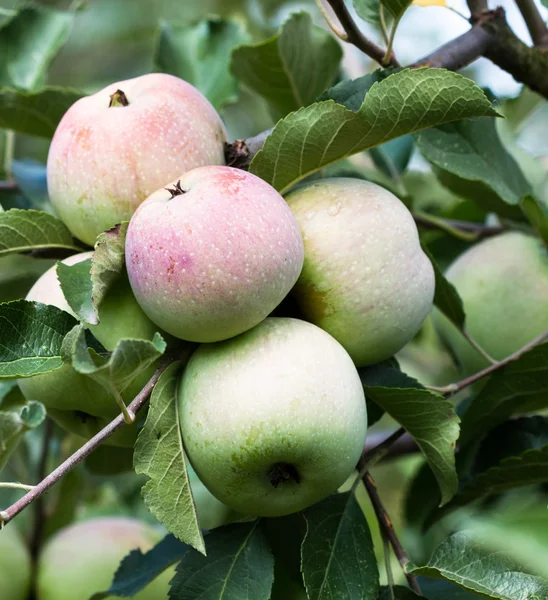 Apples — Stock Photo, Image