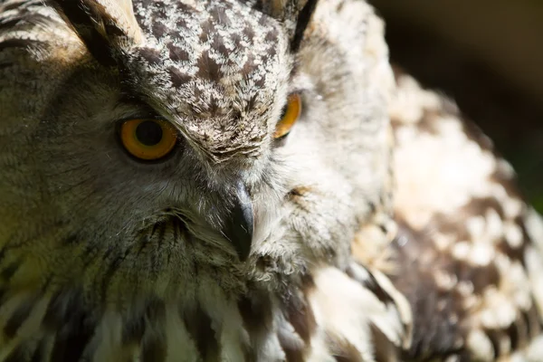 Eagle Owl — Stock Photo, Image