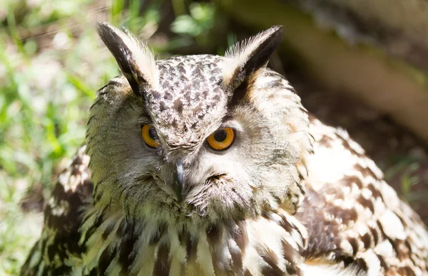 Kartal baykuş