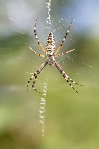 Pavouk na webu — Stock fotografie