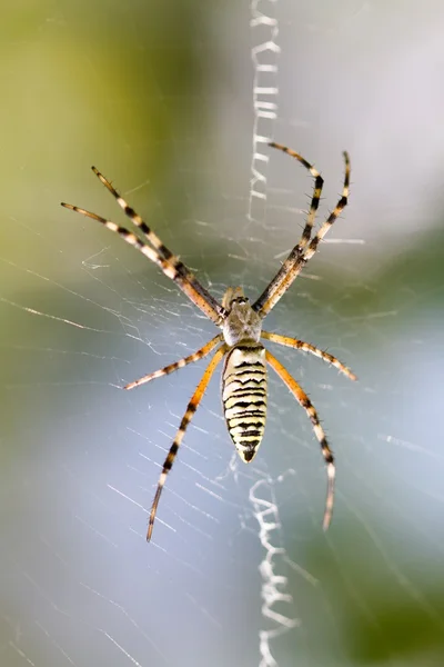 Wasp spider — Stock Photo, Image