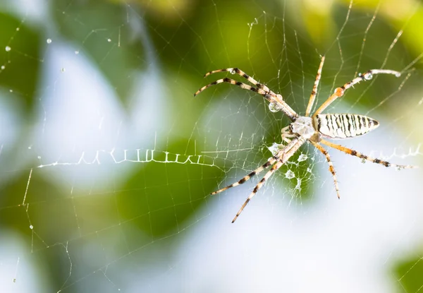 Araña en la web — Foto de Stock