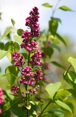 Leylakları ilkbaharda büyümeye