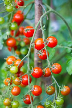 Kırmızı olgun ve yeşil olgunlaşmamış domates Şubesi