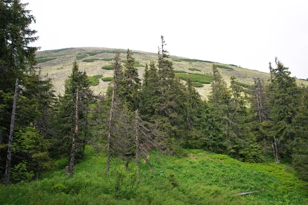 Montañas de los Cárpatos de Ucrania —  Fotos de Stock