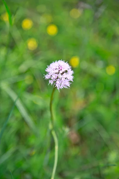 Flor rosa no campo — Fotografia de Stock