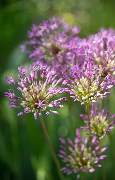 Pink flower on the field — Stock Photo, Image