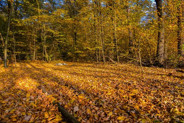 Podzimní Listnatý Les Zlatý Podzim — Stock fotografie