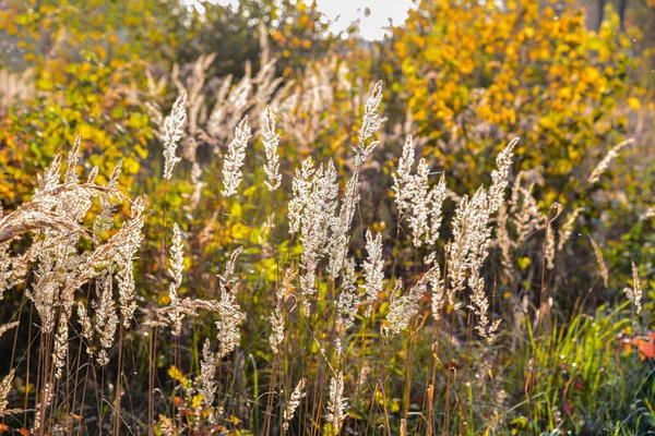 Trockenes Gras Weichen Sonnenuntergangslicht Jahreszeiten Goldener Herbst — Stockfoto