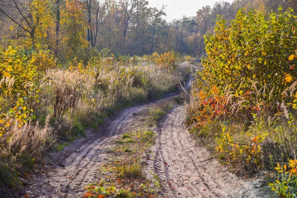 Jesienny Liściasty Las Droga Jesienny Las Pory Roku — Zdjęcie stockowe