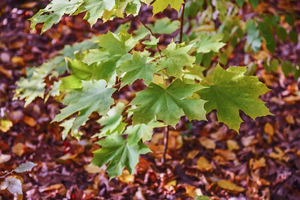 カエデの緑と黄色の木々の上に葉を閉じます 秋の森 — ストック写真