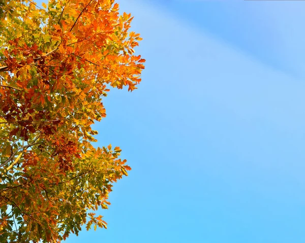 Paisaje Otoño Hojas Roble Otoñal Sobre Fondo Cielo Azul Lugar — Foto de Stock