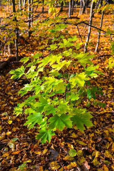 Πράσινα Και Κίτρινα Φύλλα Σφενδάμου Στο Δέντρο Κοντά Δάσος Φθινόπωρο — Φωτογραφία Αρχείου