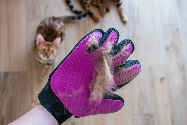양모를 다루는 좋아한다 고양이 실리콘으로 장식된 장갑을 동물을 돌보는 로열티 프리 스톡 이미지