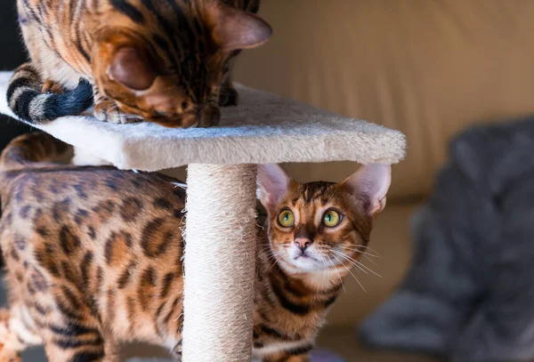 Portrait of a bengal cat. Cats in the home interior. Animals and lifestyle concept