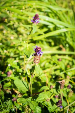 Bencilliğin Çiçekleri (Prunella vulgaris). Genç yapraklar ve saplar salatalarda çiğ yenebilir, bitki bir bütün olarak kaynatılabilir ve bir yaprak sebze gibi yenebilir.
