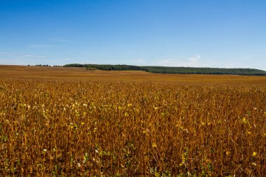 Mavi gökyüzü ve bulutlarla kaplı soya fasulyesi tarlası. Olgun soya bitkileri. Soya tarımı