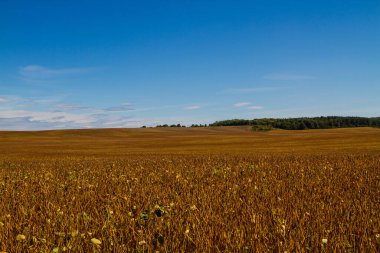 Mavi gökyüzü ve bulutlarla kaplı soya fasulyesi tarlası. Olgun soya bitkileri. Soya tarımı