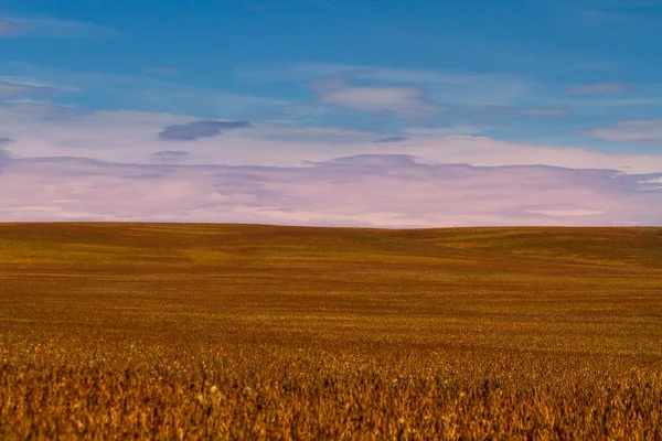 有蓝天和一些云彩背景的大豆田 成熟的大豆植物 大豆农业 — 图库照片