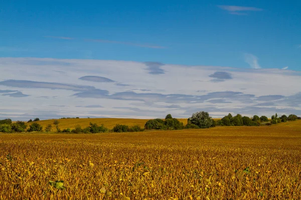 Soja Veld Met Achtergrond Van Blauwe Lucht Wat Wolken Rijp — Stockfoto