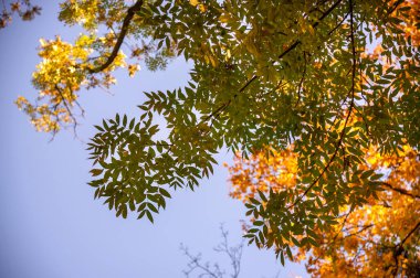 Sonbahar manzarası. Mavi arka planda yaprakları olan sonbahar ağaçları. Metin için yer