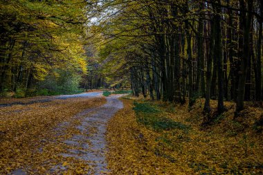 Sonbahar yaprak döken orman. Sonbahar ormanında yol. Ağaçlardan düşen sarı yapraklar. Mevsimler