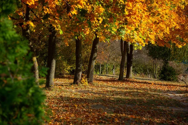 秋の公園の美しいモミジ — ストック写真
