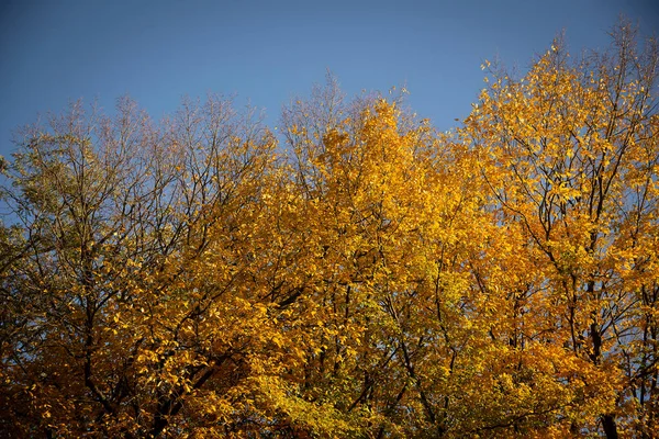 秋天的风景秋天的树 叶子在蓝天的背景上 案文的位置 — 图库照片