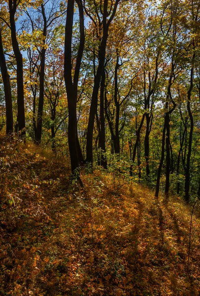 Floresta Outono Com Árvores Amarelas Tempo Ensolarado — Fotografia de Stock