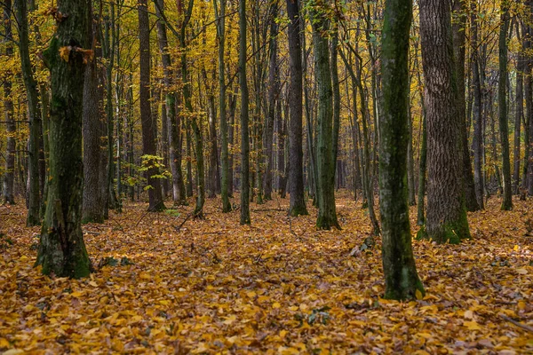 Floresta Outono Com Árvores Amarelas — Fotografia de Stock