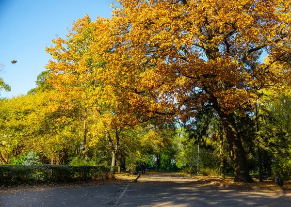 Hermosos Robles Parque Otoñal Ciudad Lviv — Foto de Stock