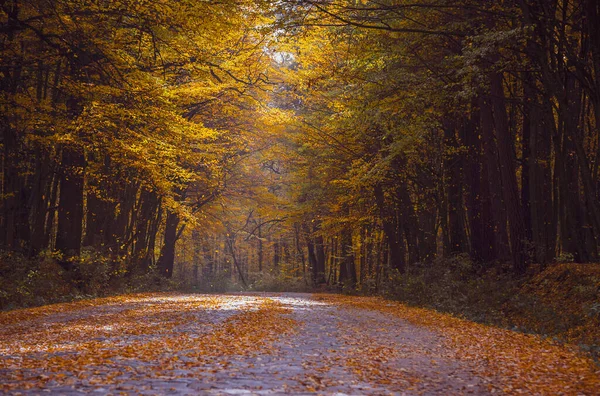 秋の落葉樹林 秋の森の中の道路 木から黄色の葉が落ちる — ストック写真