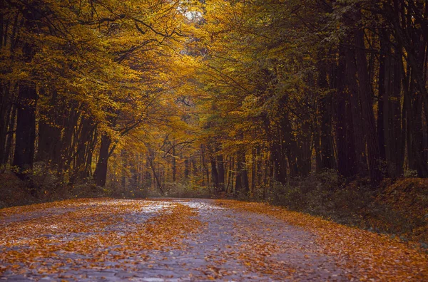 秋の落葉樹林 秋の森の中の道路 木から黄色の葉が落ちる — ストック写真