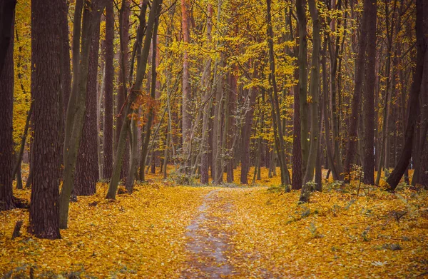 Herfst Bos Met Gele Bomen Bij Zonnig Weer — Stockfoto